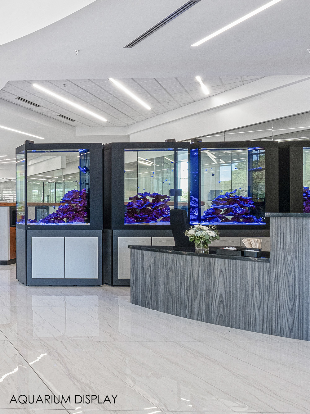 Lexus North Strabane_aquarium